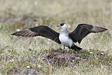 Parasitic Jaeger